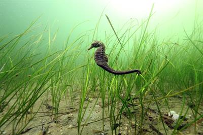 zostera noltii